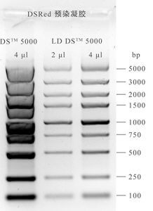 一招解決DNA Marker條帶扭曲分不開