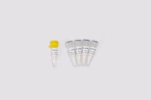 高品質(zhì)病毒核酸檢測原料One-step Probe RT-qPCR Kit V2 V5009/V5010