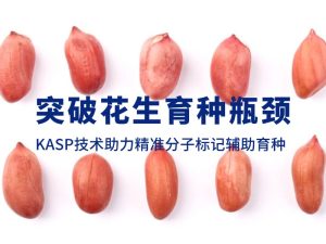 技術(shù)分享丨突破花生育種瓶頸，KASP技術(shù)助力精準(zhǔn)分子標(biāo)記輔助育種