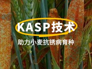 前沿聚焦 | KASP技術(shù)助力小麥抗銹病育種：從基因分型到精準(zhǔn)選育