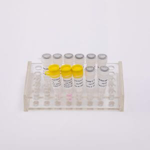 V5001 V5002 一步法核酸檢測試劑盒 one-step RT-qPCR Kit
