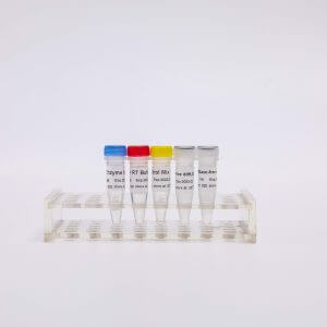 RT-PCR Mix for qPCR（預(yù)混型逆轉(zhuǎn)錄試劑盒）R1031