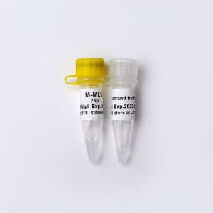 M-MLV（重組型逆轉(zhuǎn)錄酶）（R1041-R1042）
